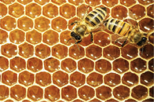 03-honeybees